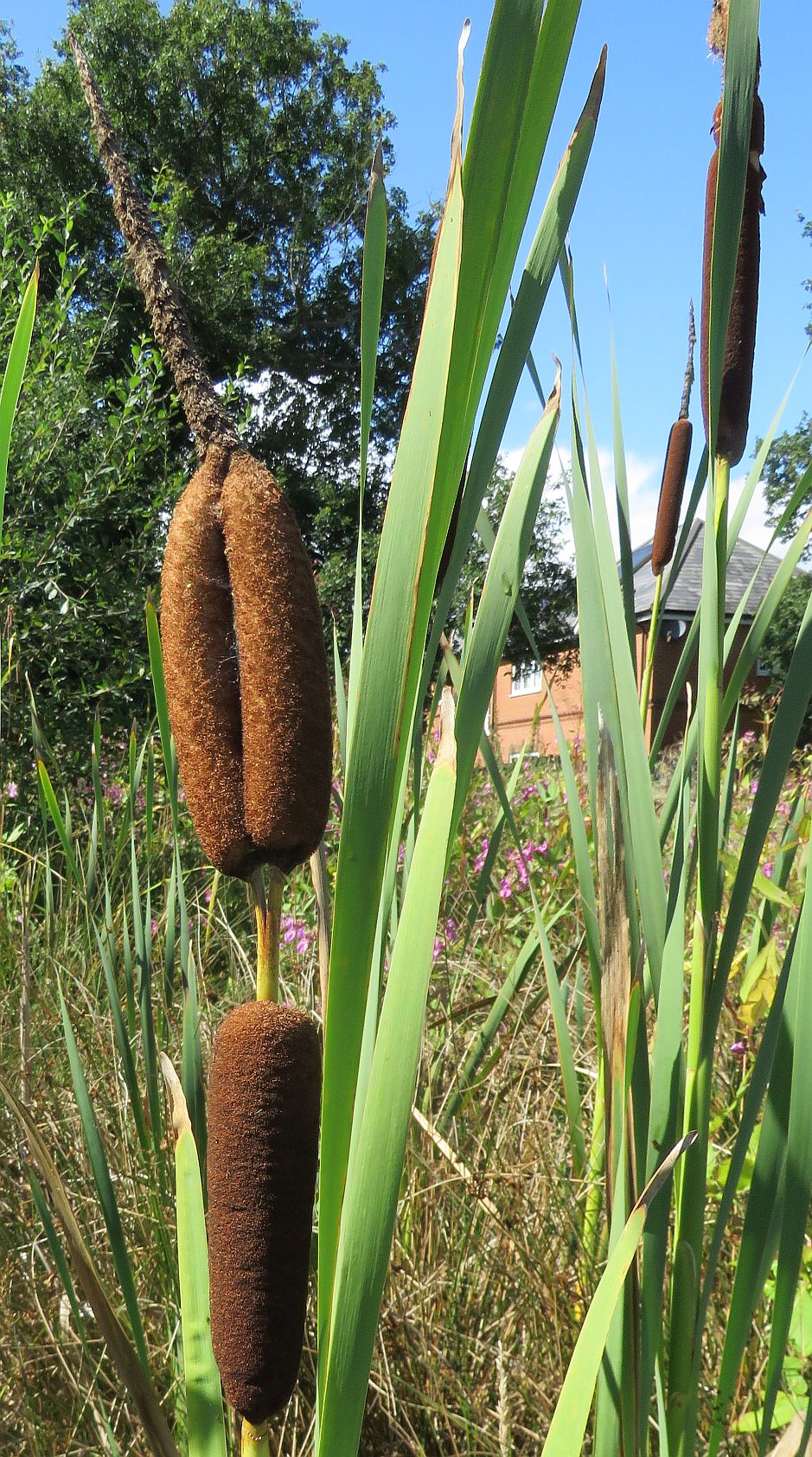 Greater Reedmace